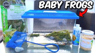 NEW BABY FROG TERRARIUM AQUARIUM SETUP TADPOLES TURNING INTO FROGS [upl. by Pfaff]