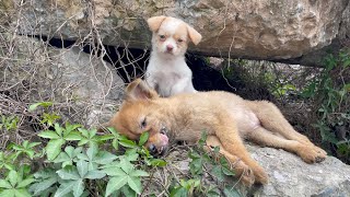 The cry for help of two dogs abandoned by their cruel owner on the side of the road and I saved them [upl. by Eyram292]