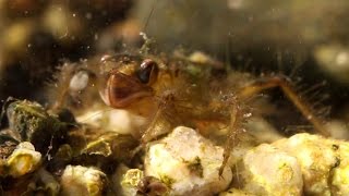 Dragonfly Larvae Prey Capture [upl. by Lietman222]