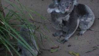 Koala babies fight for the win [upl. by Ettezil]