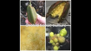 Plant Tissue Culture  Orchid seed pods Cymbidium [upl. by Hurff]