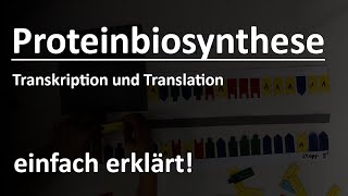 Proteinbiosynthese einfach erklärt [upl. by Trinetta]