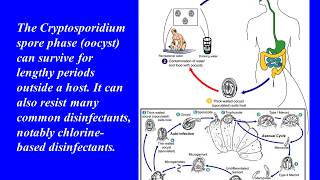 Understanding Cryptosporidium [upl. by Seroled]