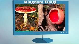 Kingdom Fungi Characteristics [upl. by Bever]