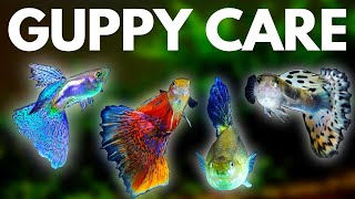 Guppy Fish Care 10 Things You Should Know About Guppies [upl. by Klayman829]