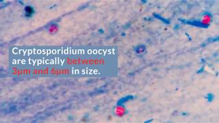 Cryptosporidium Filtration [upl. by Eimam476]