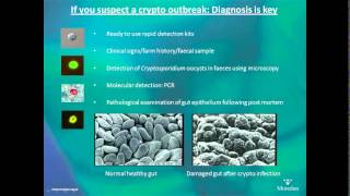 Cryptosporidiosis in calves  AHDB Dairy [upl. by Conall]