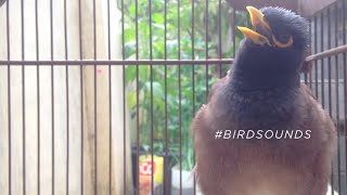 THE MOST BEAUTIFUL MYNA SOUNDS  The Common Myna Birds Sound BirdSounds [upl. by Dyna]