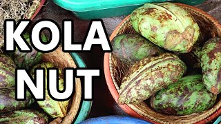 KOLA NUT  The Stimulating Fruit Once Used in COCA COLA  Weird Fruit Explorer ep 379 [upl. by Eudosia981]