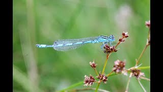 Southern Damselfly Project [upl. by Amal766]