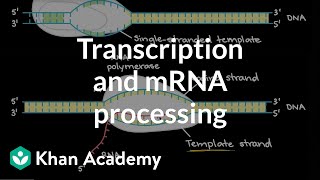 Gene Expression Stages Explained [upl. by Anitsyrc]