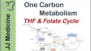 One Carbon Metabolism  Tetrahydrofolate and the Folate Cycle [upl. by Eidnac]