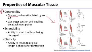 MSK Skeletal Muscle Tissue  Properties of Muscle Tissue [upl. by Dnallor]