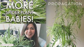 Spider Plant Care and Propagation l More Babies [upl. by Stoneman46]