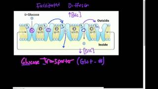 Glucose Transporter GLUT How Does it Work [upl. by Ailyt]