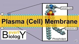 Plasma membrane  Cell Membrane updated [upl. by Norrag]