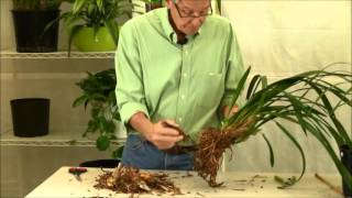 Repotting Cymbidium Orchids [upl. by Anaig]