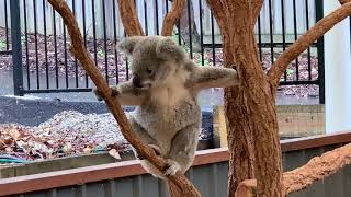 Lone Pine Koala Sanctuary Visit Brisbane Australia [upl. by Gridley]