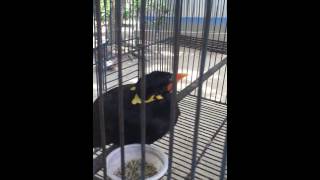 The most wonderful bird Mynah Talking Clearly in Bangla [upl. by Seravart779]