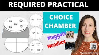 CHOICE CHAMBER Required Practical Alevel Biology practical with maggots or woodlice studying taxes [upl. by Sou942]