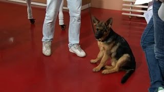 Valpskola med hundcoach Fredrik Steen  Nyhetsmorgon TV4 [upl. by Tymon]