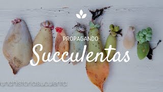 Como Propagar Suculentas por hoja paso a paso  How to propagate succulents step by step CC English [upl. by Audy]