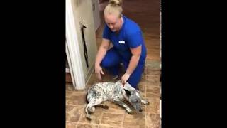 VETT 220 Task 6 Canine restraint in lateral recumbency [upl. by Brag]