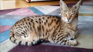 Living with a Savannah cat [upl. by Aliet425]