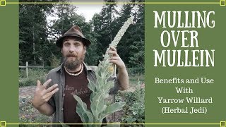 Mulling over Mullein  Benefits and Uses with Yarrow Willard Herbal Jedi [upl. by Dyann697]