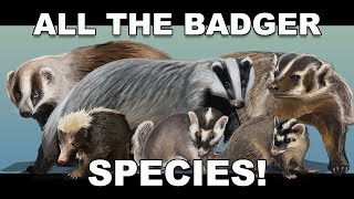 All the Badger species [upl. by Phox]