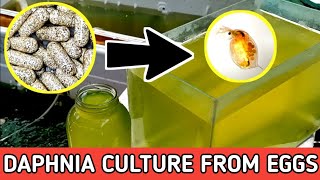 HOW TO HATCH DAPHNIA EGGS  HOW TO CULTURE DAPHNIA [upl. by Epilihp]