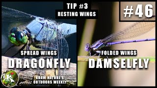 Dragonfly vs Damselfly  The Differences Between  KNOW 46 [upl. by Nickelsen]