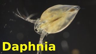 Daphnia [upl. by Yorker]