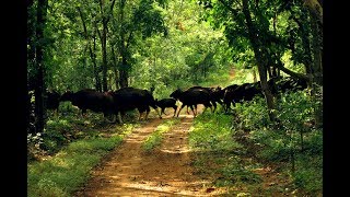 DEBRIGARH Wildlife Sanctuary [upl. by Wunder72]