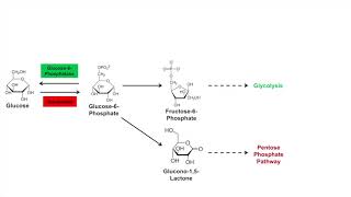 Glycogen Synthesis Glycogenesis Pathway [upl. by Yannodrahc]