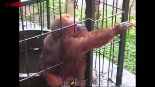 Ghetto Monkey Eating Bananas Funny Voiceover [upl. by Namzzaj]