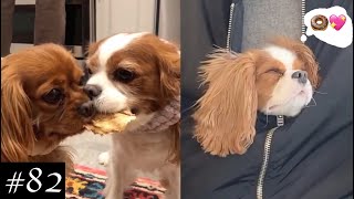 Meet Cavalier King Charles Spaniel Compilation  Dogs Videos [upl. by Pelaga413]