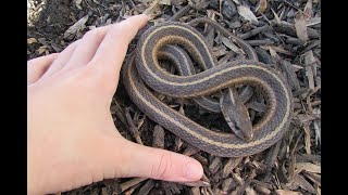 Catching a Garter Snake [upl. by Ytte596]