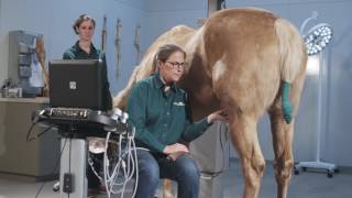 How to Ultrasound the Equine Stifle Joint [upl. by Ennire]