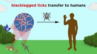 Lyme Disease Borrelia burgdorferi [upl. by Fulvia]