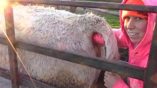 How To Preg Check Cows [upl. by Aldred]