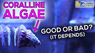 How To Grow Coralline Algae In Your Aquarium  Where You Do and Dont Want It In Your Reef Tank [upl. by Kask202]