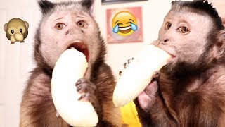 Monkey Devours ENTIRE Banana [upl. by Lled]