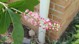 Summersweet Ruby Spice Clethra alnifolia [upl. by Eenel36]