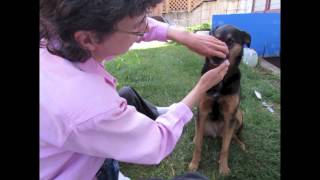 Teeth Brushing Teaching a Dog to Be Comfortable amp Calm [upl. by Charmian544]