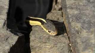 Garter Snake Eats Frog [upl. by Fernandez]