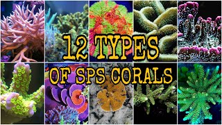 12 TYPES of Small Polyp Stony SPS Coral [upl. by Richela]