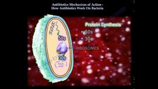 Antibiotics Mechanism Of Action Part 1  Everything You Need To Know  Dr Nabil Ebraheim [upl. by Enihsnus]