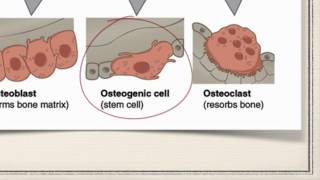 Bone Cells [upl. by Ecirtak]