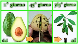 TIME LAPSE crescita AVOCADO 0  365 gg da seme step by step  aguacate avocat abacate [upl. by Arihsa274]